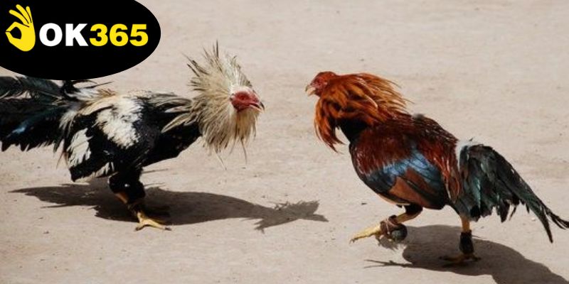 Mẹo Đá Gà Thắng Lớn - Khám Phá Nghệ Thuật Chơi Hiệu Quả 3 hieu-quy-tac-choi-va-dat-cuoc-giup-tang-ty-le-thang